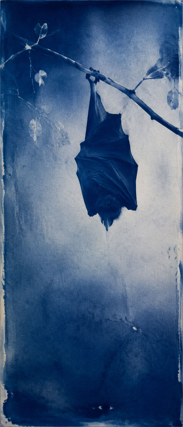 Prussian-blue cyanotype of one bat hanging from a diagonal branch above open negative space