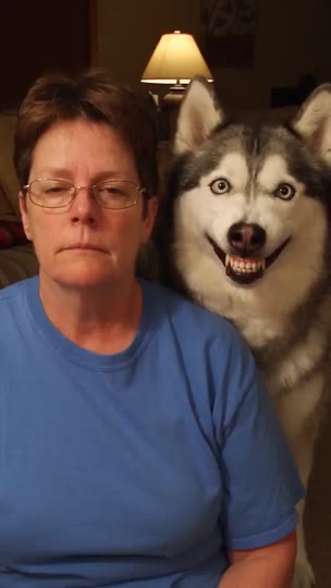 Calm trained husky and fictional adult on separate sides of a clear supervised divider