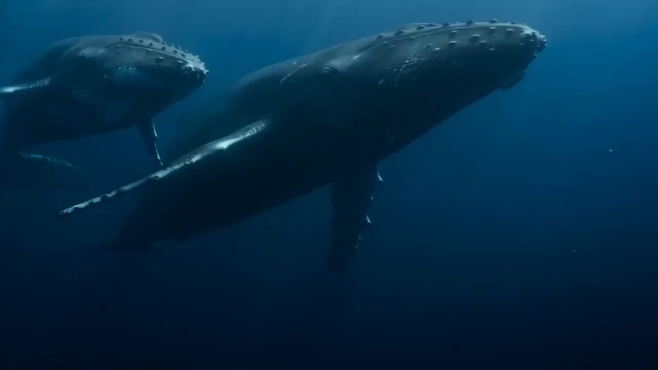 Previzualizare video subacvatica cu doua balene uriase alunecand printr-o groapa oceanica adanca.